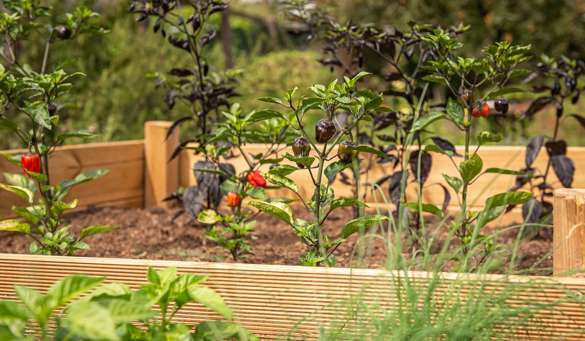 Creating Wildlife Ponds in Orchards and Meadows